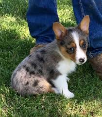 Get a boxer, husky, german shepherd, pug, and more on kijiji pembroke welsh corgi puppies are coming around march 20th. Corgi Puppies For Sale Eugene Oregon Corgi Puppies For Sale Facebook
