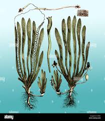 Image result for Vallisneria spiralis