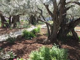 Image result for images olive gethsemane christ