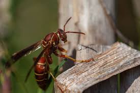 Yellow jackets are thin and have black and yellow markings on their bodies. Learn More About The Common Stinging Insects Found In Fl