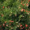 It has striking flowers that bear fruit. 1