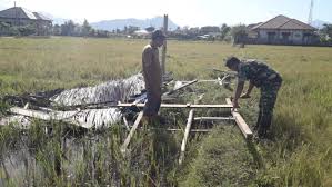 Derita nenek sebatang kara hidup di gubuk tengah sawah regional. Babinsa Koramil 01 Lamno Bantu Petani Dirikan Gubuk Di Sawah Website Tentara Nasional Indonesia