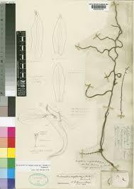 Image result for Microcoelia corallina