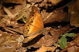 Image result for Rawsonia