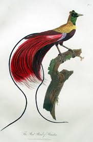 Bird Of Paradise Drawing Png Robert Havell A Collection Of The Birds Of Paradise Ca 1835 Drawn By Jacques Barraband 1767 1809 And Sti Bird Illustration Bird Artwork Beautiful Birds