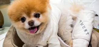 Pomeranian Boo Fiyatlari Hakkinda Bilinmesi Gerekenler