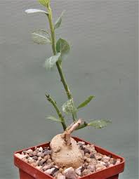 Image result for Monadenium discoideum
