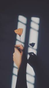Photography Character Photography Landscape Photography Flower Photography Photography Skills Photog Shadow Photography Photography Wallpaper Tumblr Flower
