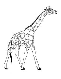 In addition, it is well suited for coloring and … Drawing Giraffe 7260 Animals Printable Coloring Pages