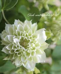 八重咲きクレマチス ダッチェス オブ エジンバラ junk sweet garden tef tef クレマチス 植樹 植木鉢