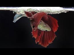 The Complete Betta Fish Life Cycle In 3 Minutes Videoman Betta Fish Betta Fish Care Betta Breeding