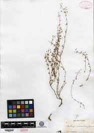 Image result for Pharnaceum brevicaule