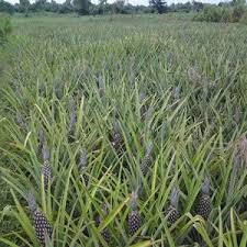 Ananas Pain De Sucre Bio 700 La Tonne Carton Avion Selon Le Besoin Senegal Grossiste Recherche De Client Espaceagro