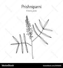 Image result for Uraria picta