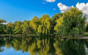 Check spelling or type a new query. Learn How To Use Fast Growing Willow Trees Naturehills Com