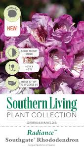 Dozens of recommended rhododendrons are organized by color and described in the lists that follow. Southgate Radiance Rhododendron Shop With Plantsbymail Com