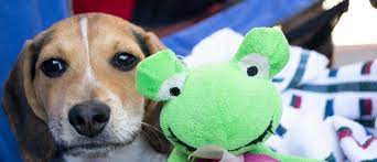 Veterinary clinics & hospitals veterinarians pet boarding & kennels. Pet Shops Vets Johnston County Nc