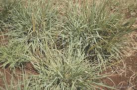 Image result for Digitaria acuminatissima