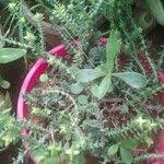 Image result for Crassula schimperi