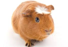 Crested guinea pig for sale in collin county, tx. Which Guinea Pig Should I Get Animal Club Co Uk