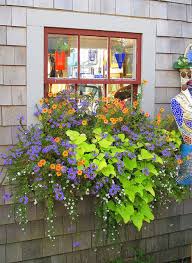 Lantana lantana is a common tropical. 12 Best Partial Sun Perennials Zone 6 Ideas Perennials Plants Planting Flowers