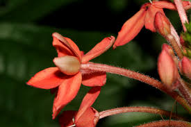 Image result for Ruspolia seticalyx