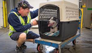 Pet transport pro is a global pet shipping service. Pet Shipping Global Express Courier Services