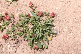 Image result for Trifolium spumosum