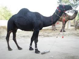 This is not the actual training steps but what i find also very special about it is that if a camel baby get lost somewhere in the desert, or. De Dood Is Een Zwarte Kameel Die Voor Elke Deur Knielt Camels Animals Animals Beautiful