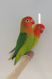 Green Dilute Dilute Lilianae African Lovebirds Parrot Bird Pet Birds