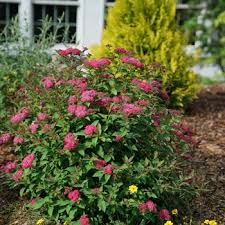 Image result for Spiraea x bumalda ´Crispa