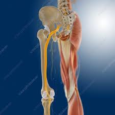In anatomic terms, the body is described as follows. Lower Body Anatomy Artwork Stock Image C014 5586 Science Photo Library