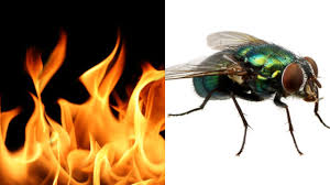 You would not believe your eyes if ten million fireflies / lit up the world as i fell fireflies, owl city's debut single, topped the pop charts in 24 countries around the world going on he just trying to say that its hard to notice the beautiful things at night inless you cant go to sleep. Fireflies But Every Word Is A Google Image Youtube