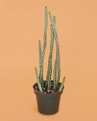 Image result for Kleinia