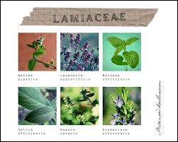 Image result for Lamiaceae