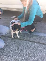 Come on in and purchase one for $22 (those xtra large sizes might be a tad more) and grab a hoodie while you're at it! Pets For Adoption At Rescue For Pet Sake In Grass Valley Ca Petfinder