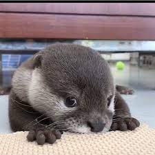 Account Suspended Cute Animals Cute Little Animals Otters Cute