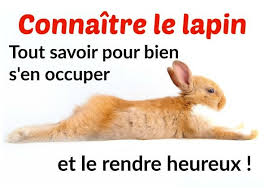 Epingle Sur Lapin Nain