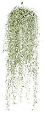 Hanging Spanish Moss Moss Decor Spanish Moss Hanging Garden