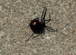 Black widows can be found in nearly all parts of north america except the very coldest. Northern Black Widow Facts Bite Size Identification Pictures