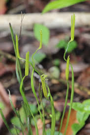 Image result for Schizaea