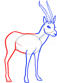 Maybe you would like to learn more about one of these? How To Draw A Gazelle Gazelle Step By Step Drawing Guide By Dawn Dragoart Com