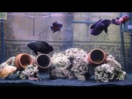 How To Feed Raw Chicken Liver To Oscar Fish Akvaryum