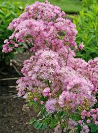 Image result for Tacazzea rosmarinifolia