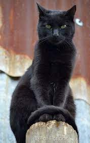 We believe that coco is a black american shorthair due to the shape and size of his body and his piercing yellow eyes. Pet S We Love Top 5 Short Haired Cat Breeds Cat Breeds Beautiful Cats Cats