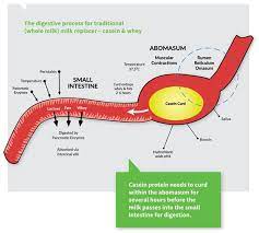 And, how quickly proteins break down may have an impact as well. How Long Does It Take To Digest Milk Quora