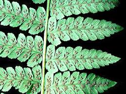 Image result for Diplazium nemorale