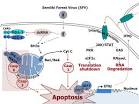 Silencing Bcl-in models of mantle cell lymphoma is associated