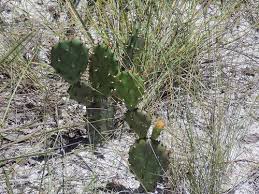 The prickly pear cactus is protected by sharp spines it is actually a tender and delicious treat. Daily Bucket Wild Florida Prickly Pear Cactus