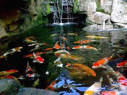 Untuk menjaga air kolam agar selalu jernih karena di dalam suplemen organik cair gdm spesialis perikanan terkandung bakteri yang mampu b. 0822 3127 4749 Tsel Agar Kolam Koi Selalu Jernih Claykoi Jakarta 62 822 3127 4749 Tsel Distributor Clay Koi Premium